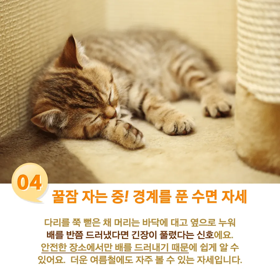 고양이 수면자세별 기분4