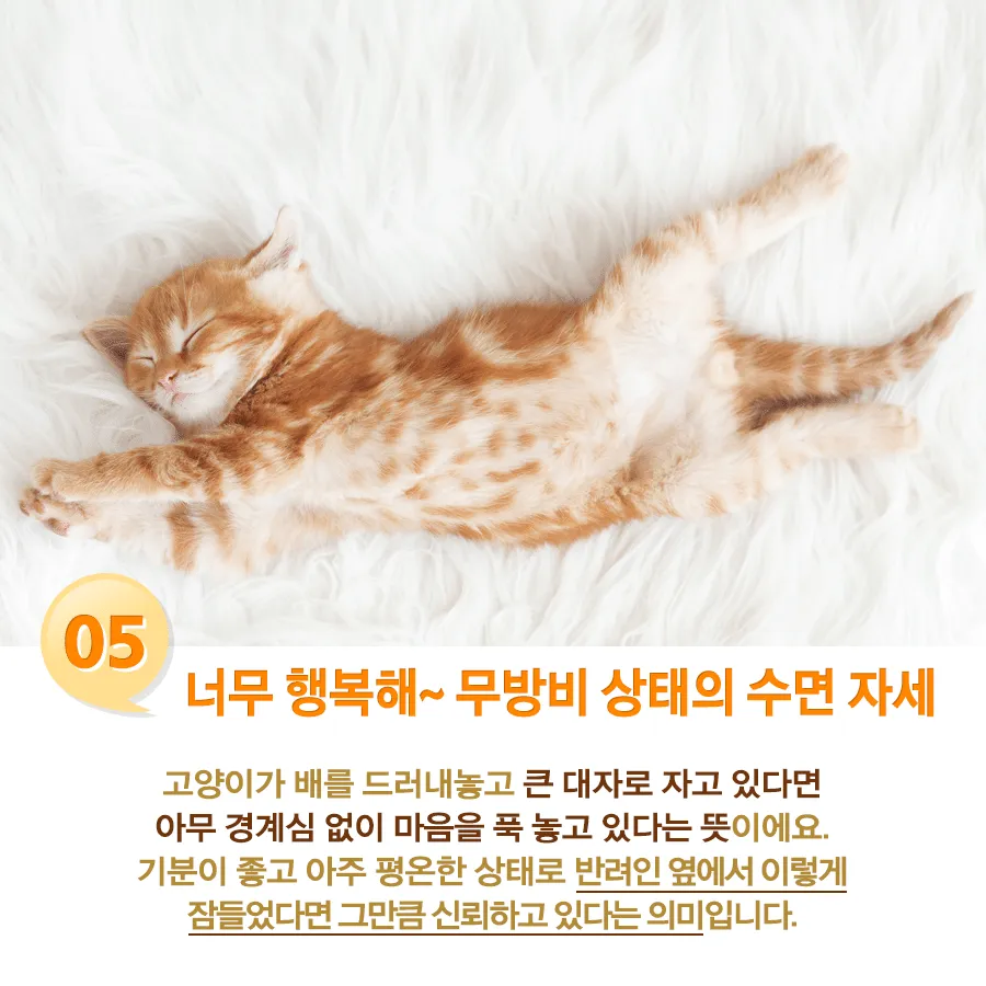 고양이 수면자세별 기분5