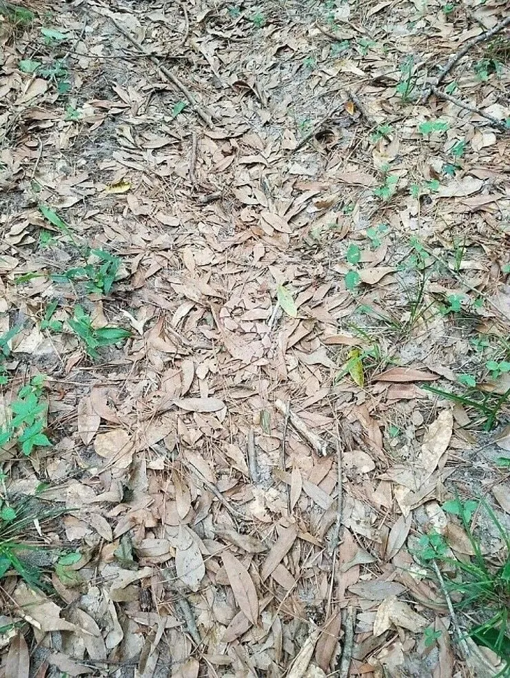 사진에 뱀있다는데 