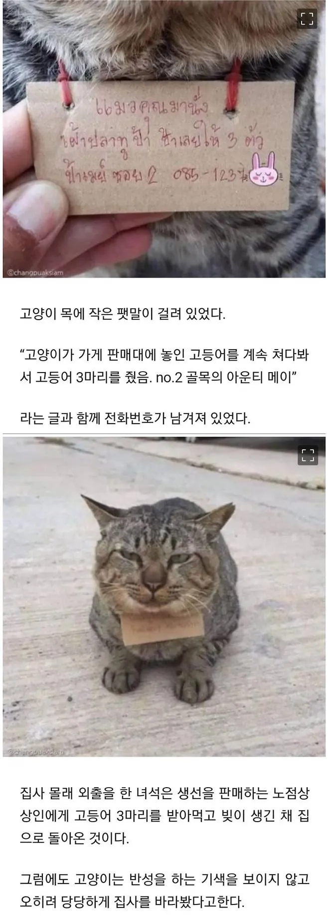 가출했다가 빚지고 돌아온 고양이