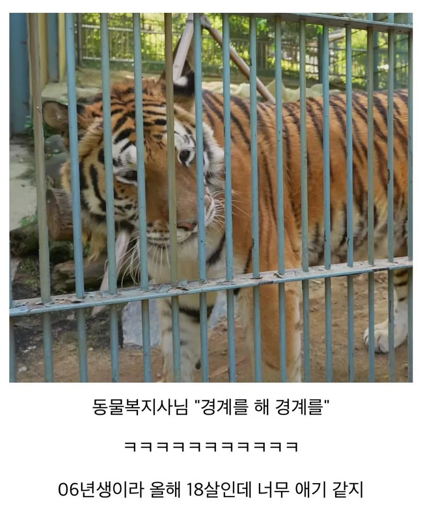 사람을 너무 좋아하는 호랑이4