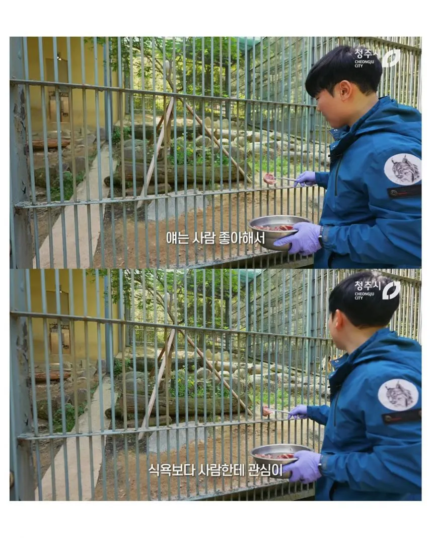 사람을 너무 좋아하는 호랑이5