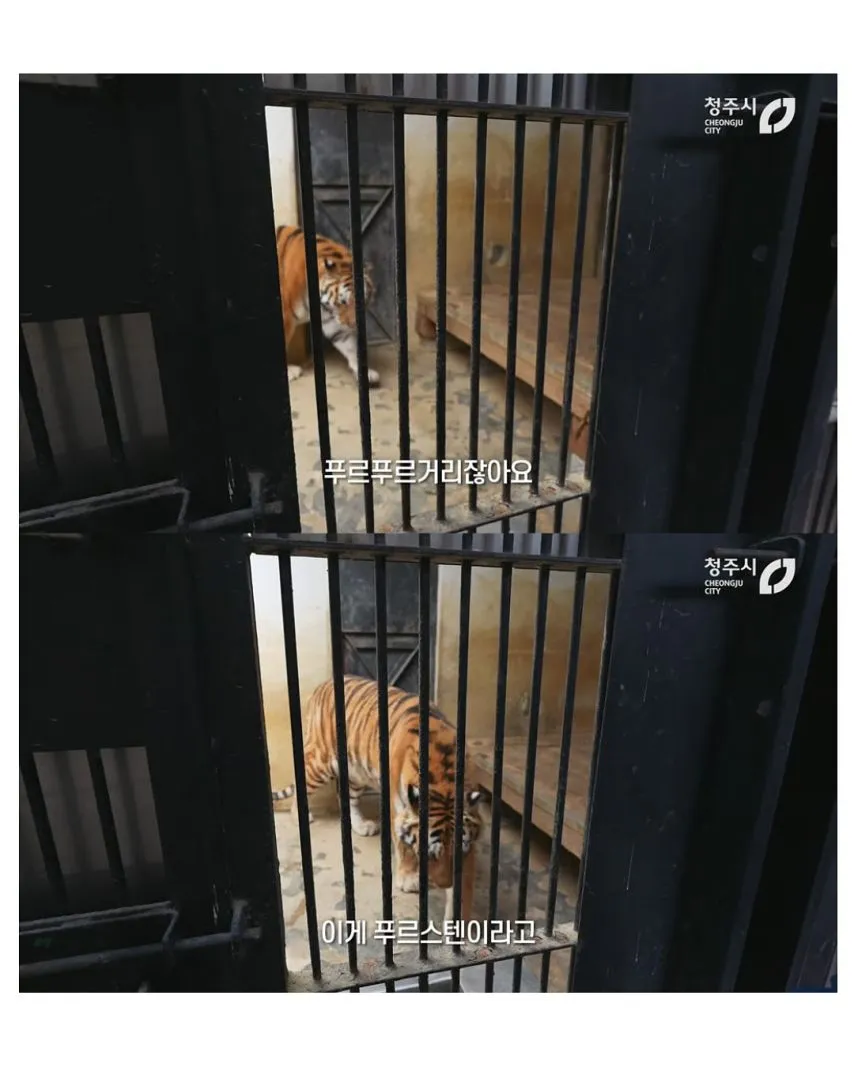 사람을 너무 좋아하는 호랑이6
