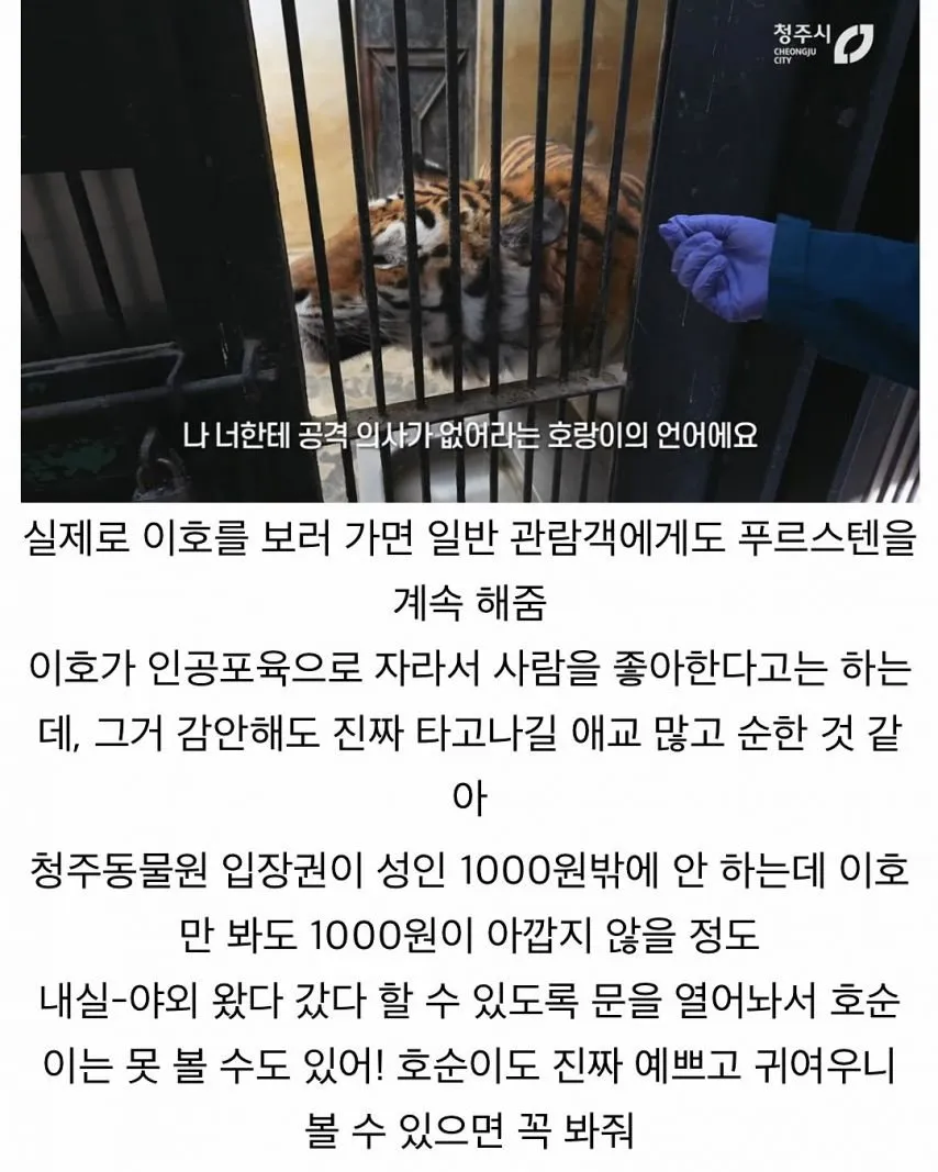 사람을 너무 좋아하는 호랑이7