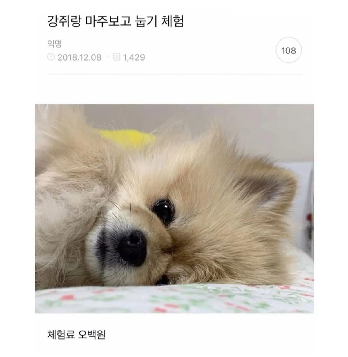 강쥐랑 마주보고 눕기 체험