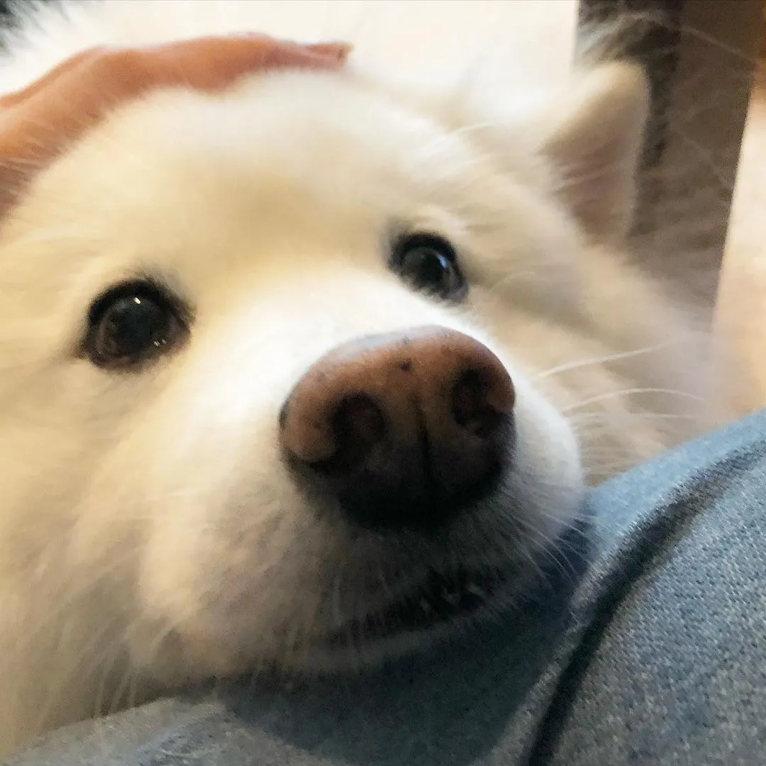 찹쌀떡 같이 생김