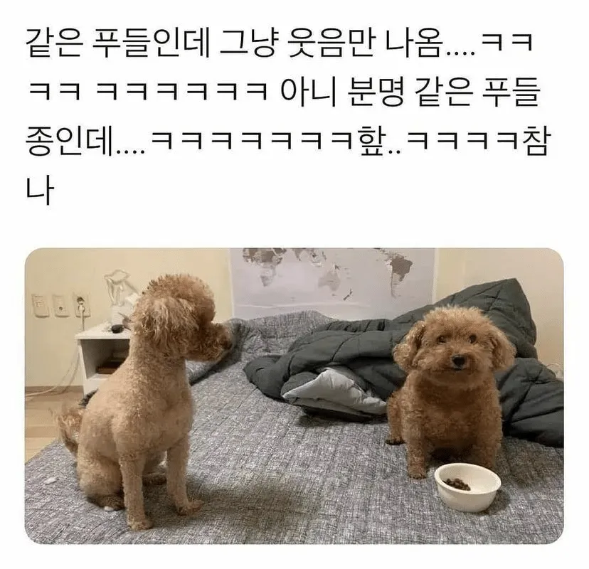 분명 같은 푸들종이라 했는데