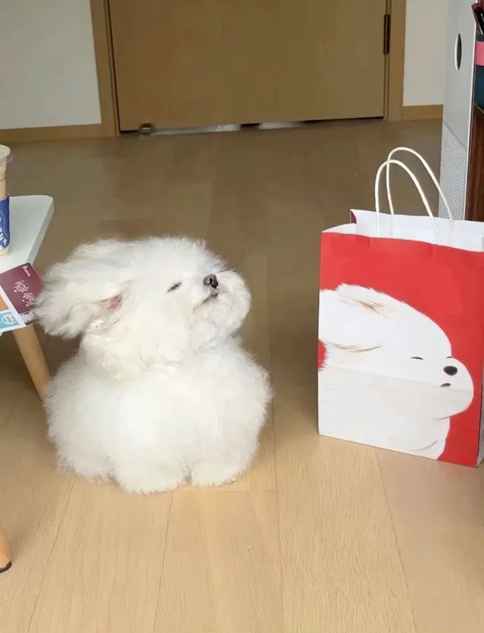 그림같은 강쥐