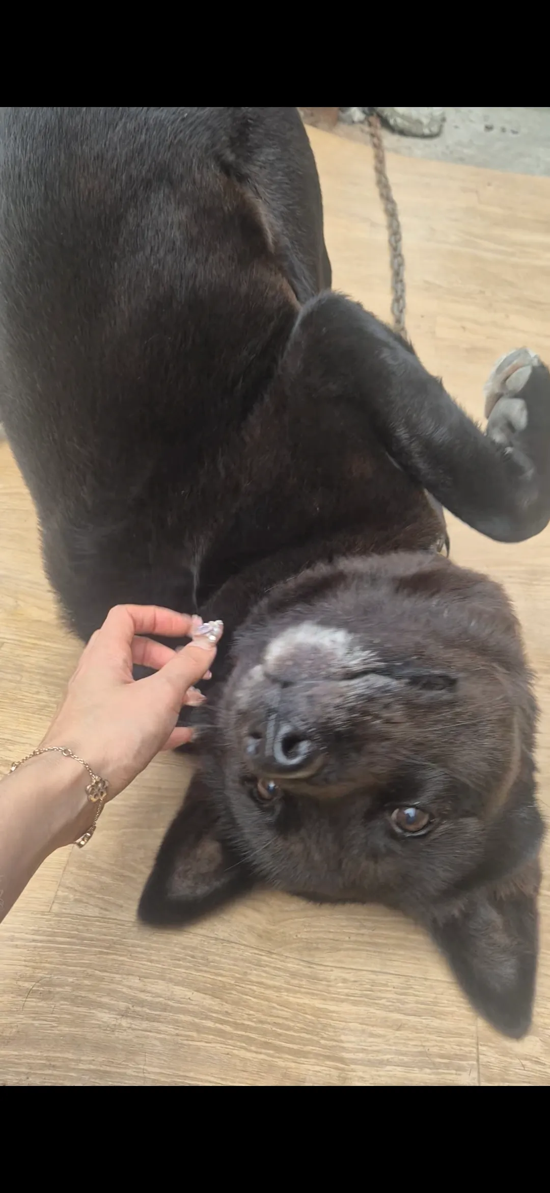 곰국사러가는 식당집 강아지인데 귀엽죠?2