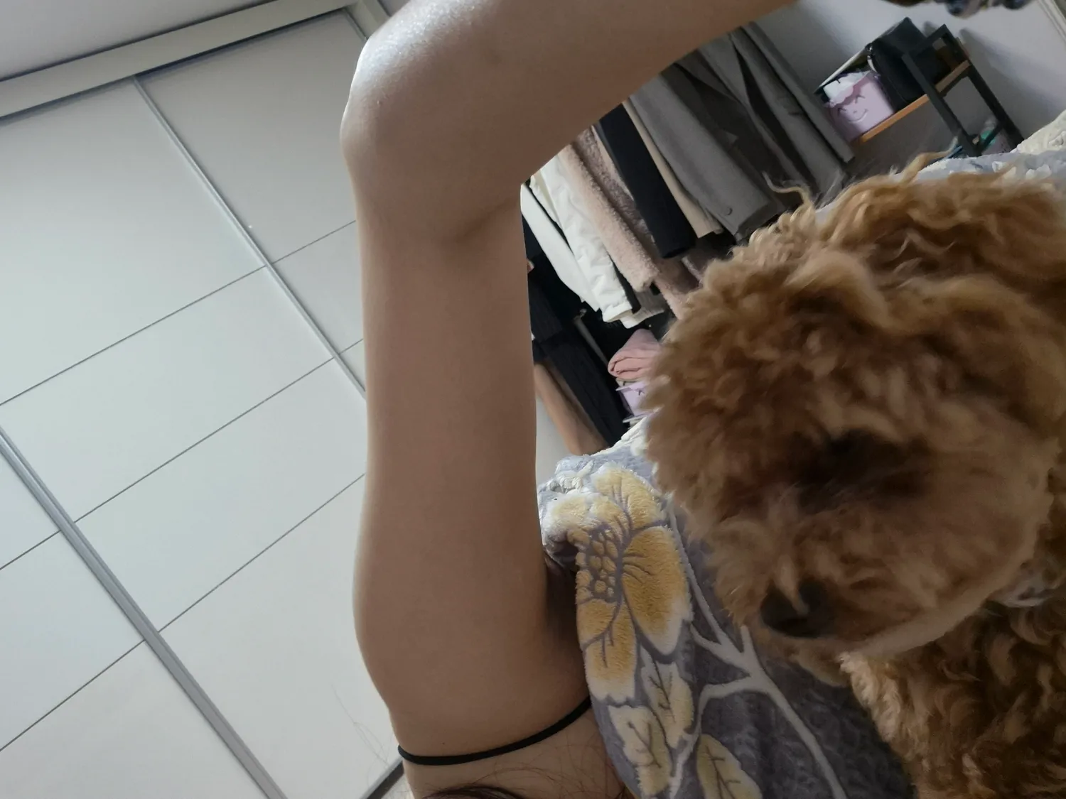 말티푸가 이렇게거대할수있나요?