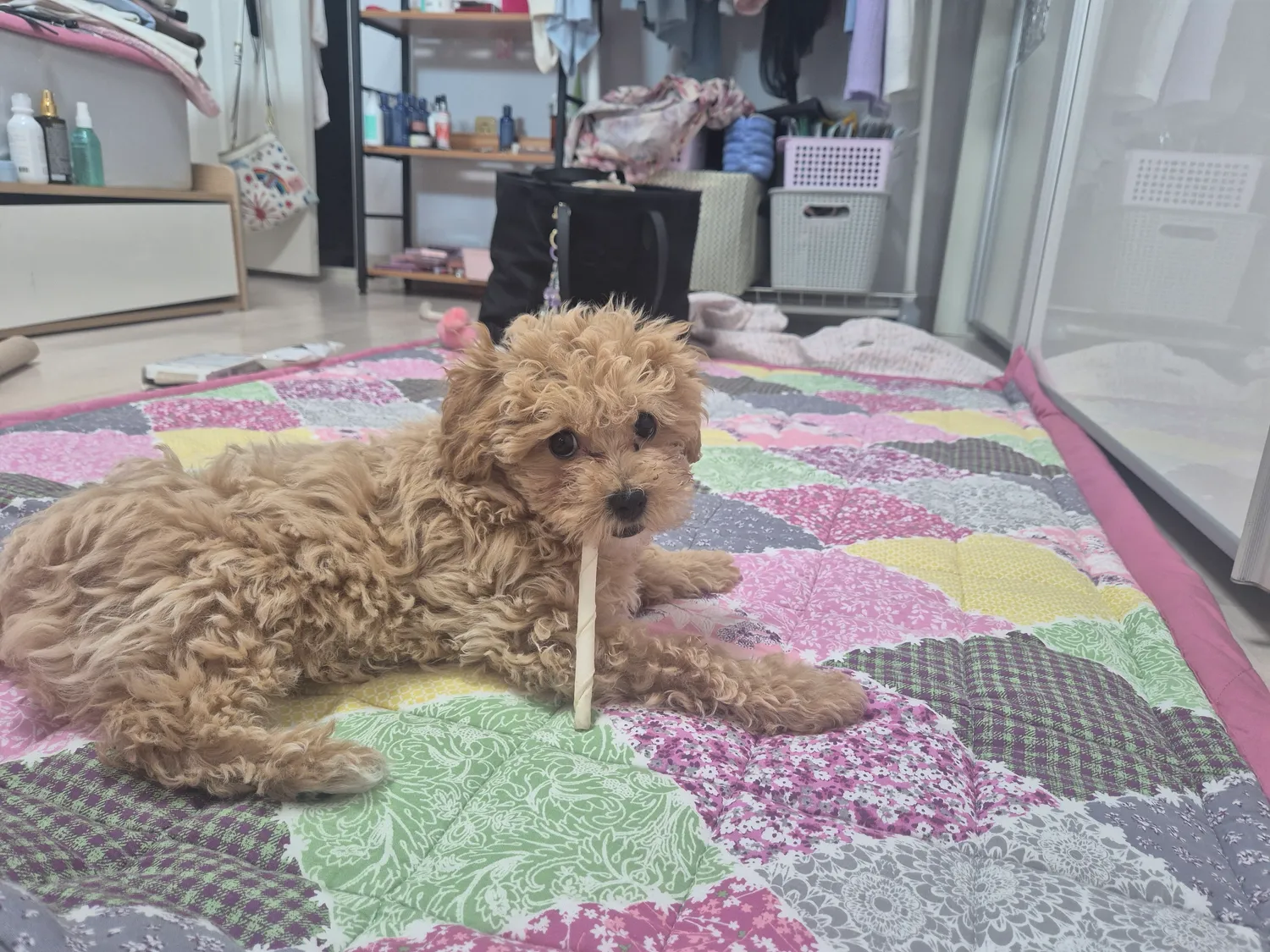 말티푸가 이렇게거대할수있나요?4