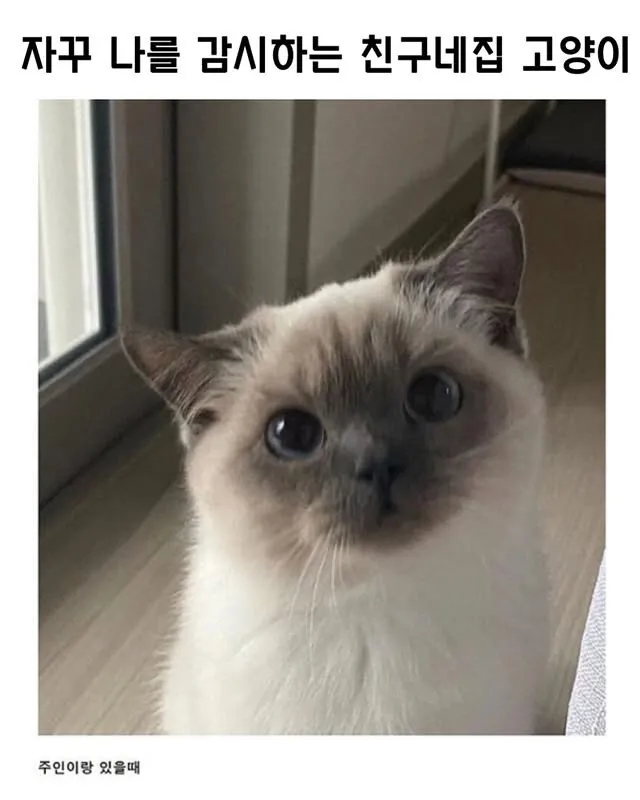 친구네 집 고양이