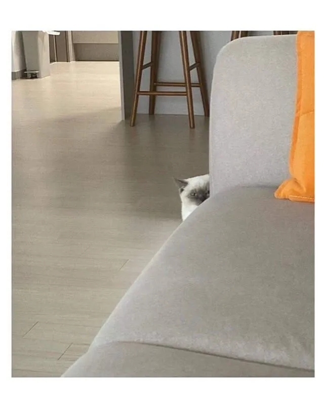 친구네 집 고양이2