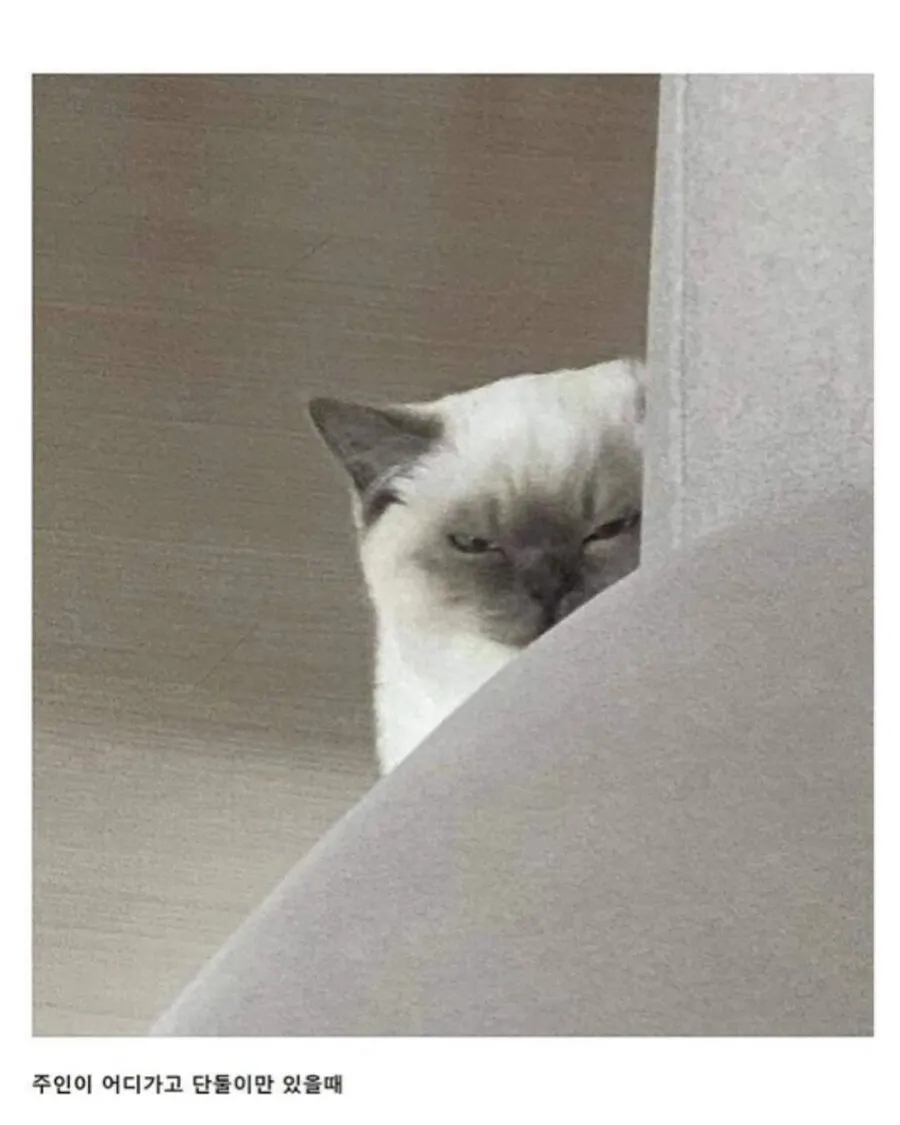친구네 집 고양이3