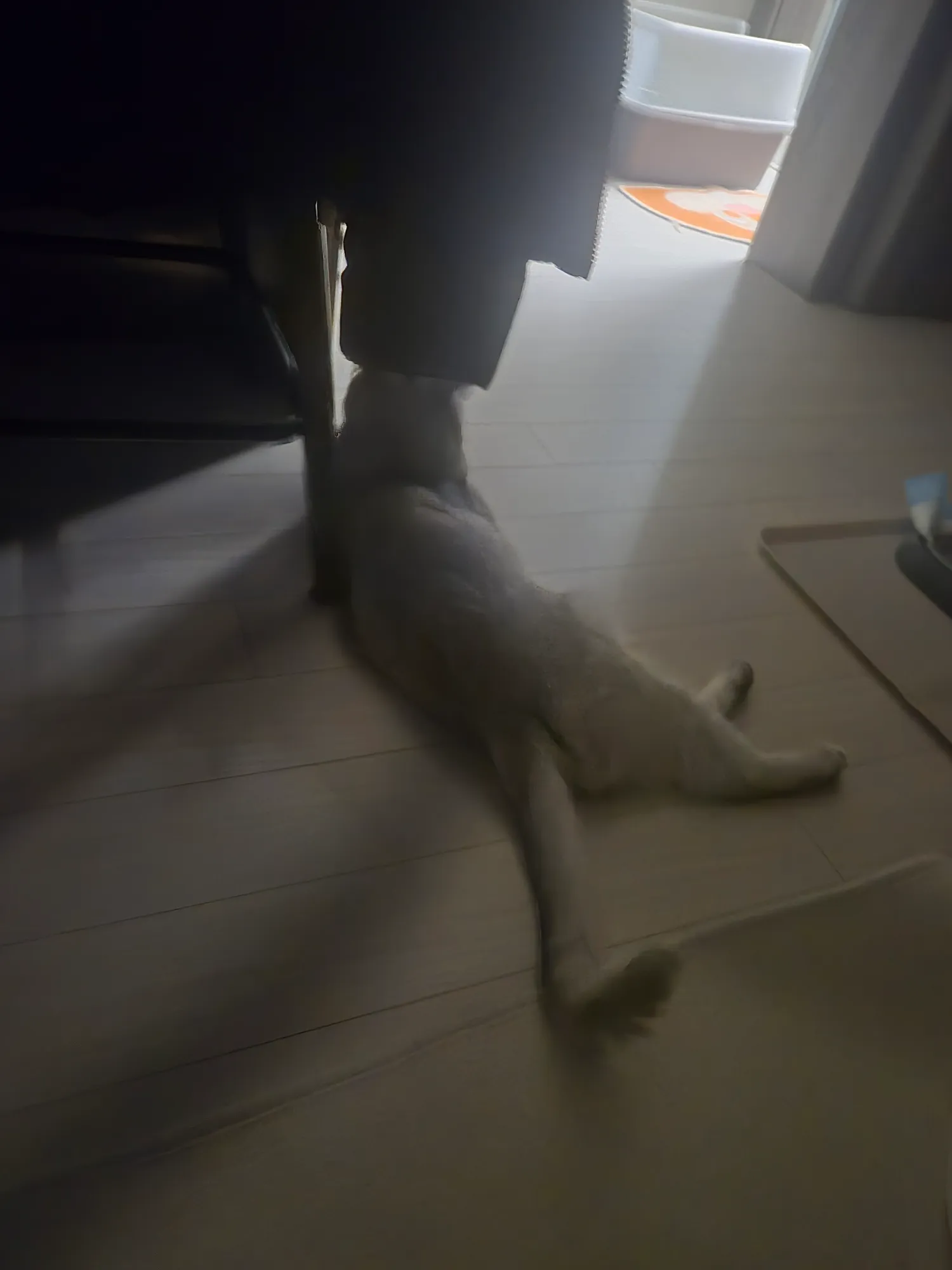 곧 안산으로이사가는짱아 사랑이2
