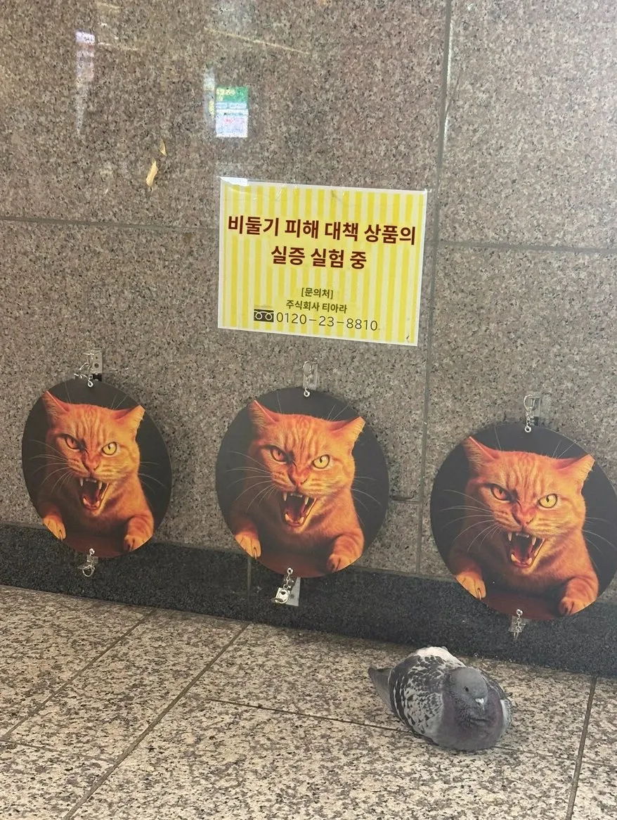 비둘기 피해 대책 상품