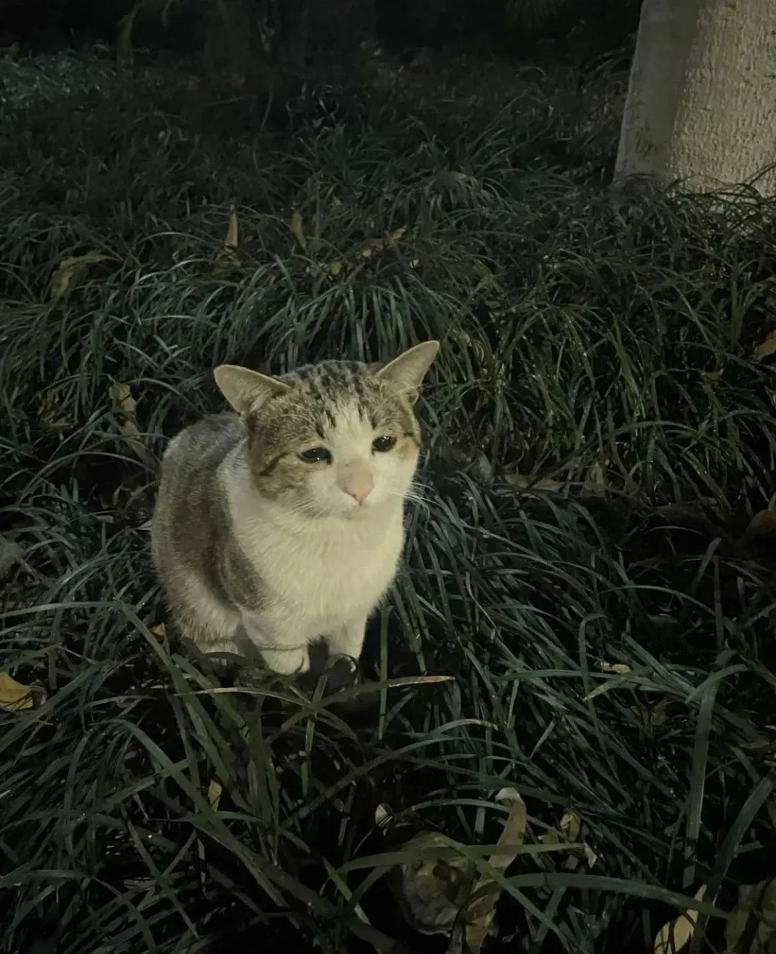 이 길고양이 표정부터 너무 슬퍼보임