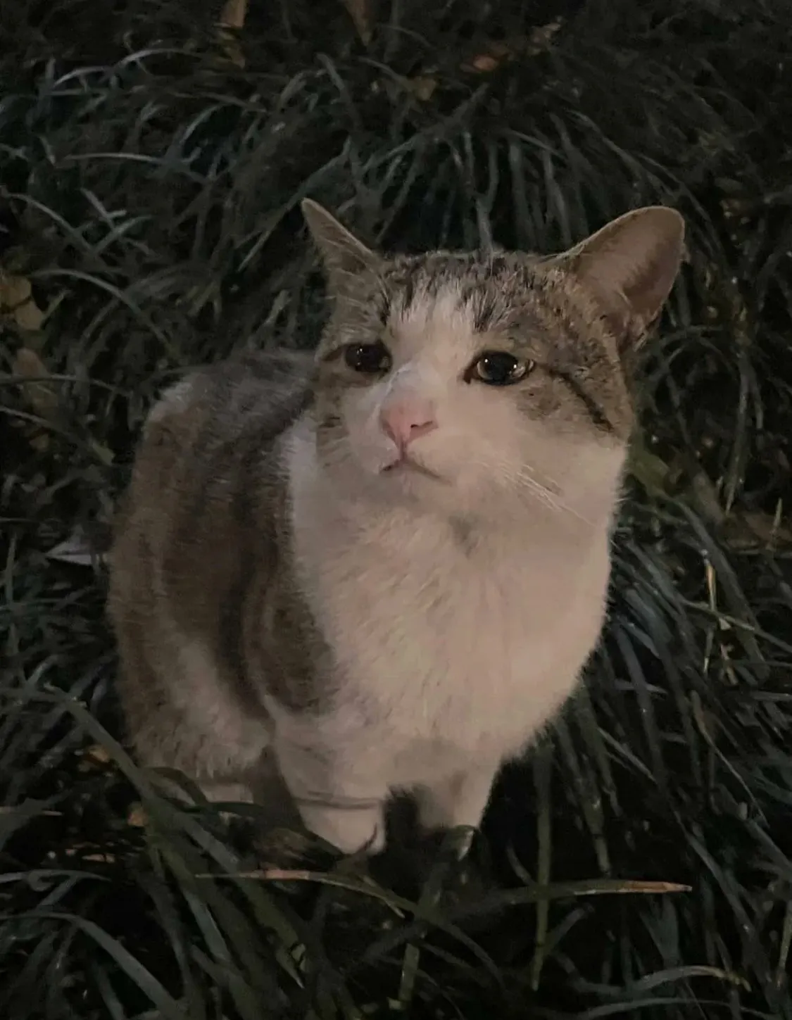 이 길고양이 표정부터 너무 슬퍼보임2