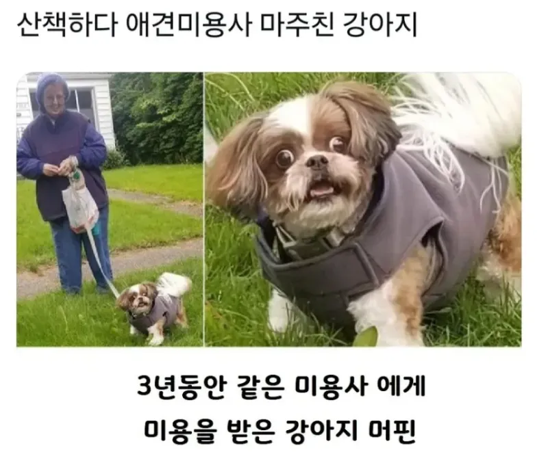 애견미용사 마주친 강쥐라는데..