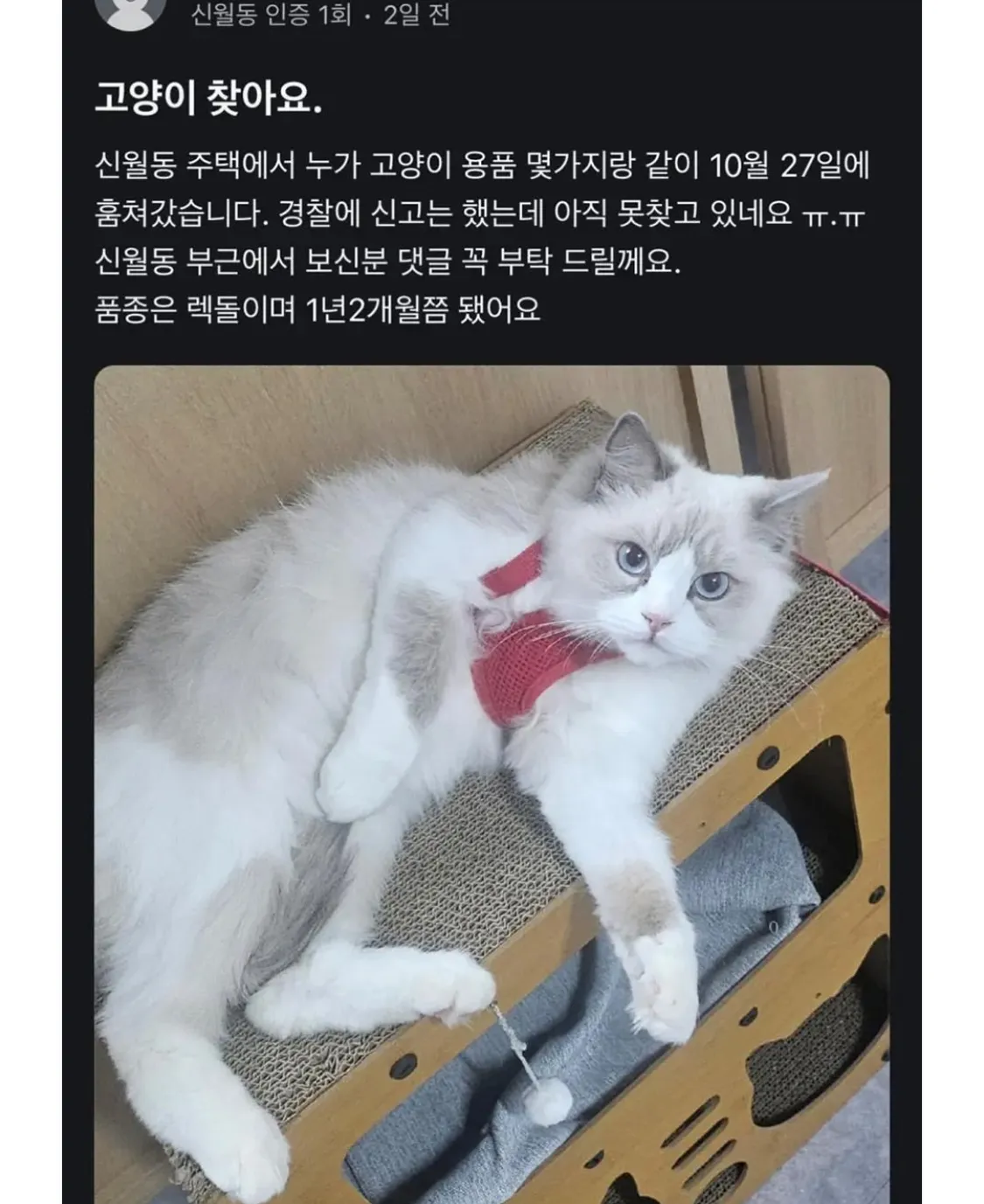 고양이 찾아요