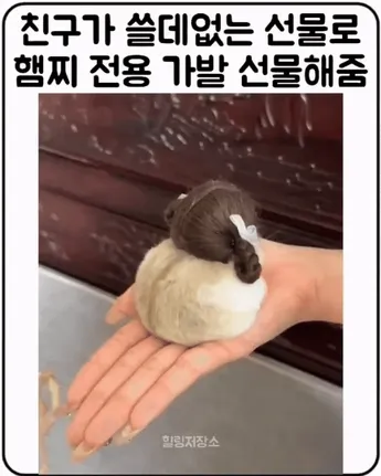  햄스터 가발