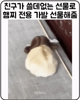  햄스터 가발2