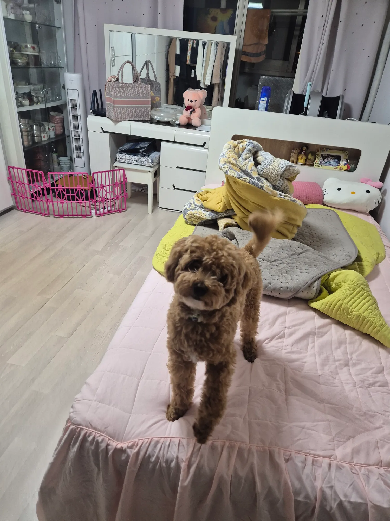 우리 강아지 미용햇대요2