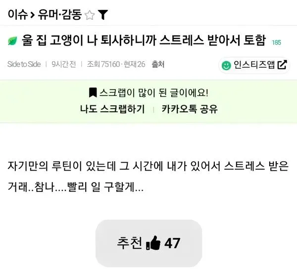 고양이들은 자기만의 루틴있음??