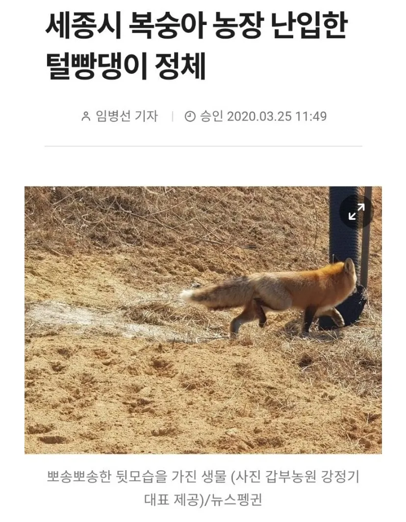 세종시 복숭아 농장 난입한 털빵댕이