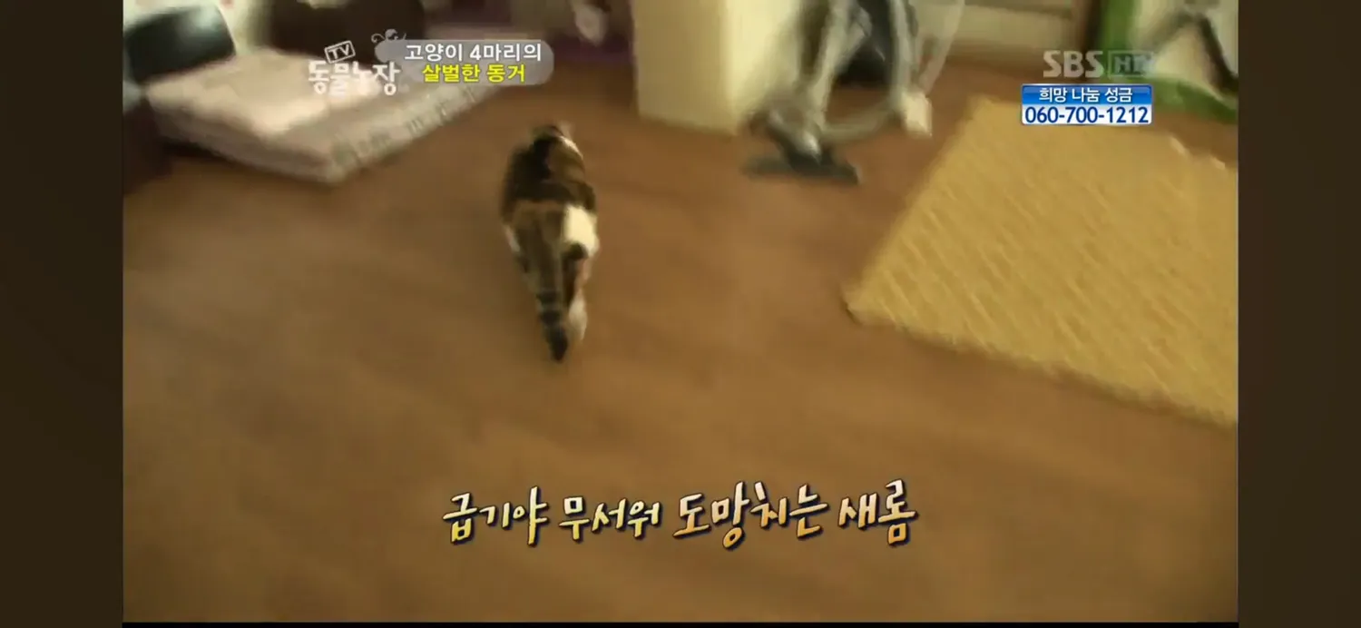 언니들 고양이도 무서우면 눈물흘리네요