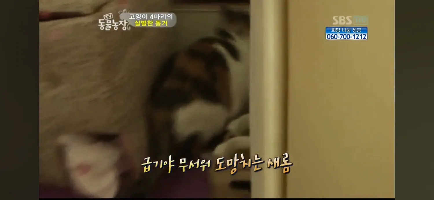 언니들 고양이도 무서우면 눈물흘리네요2