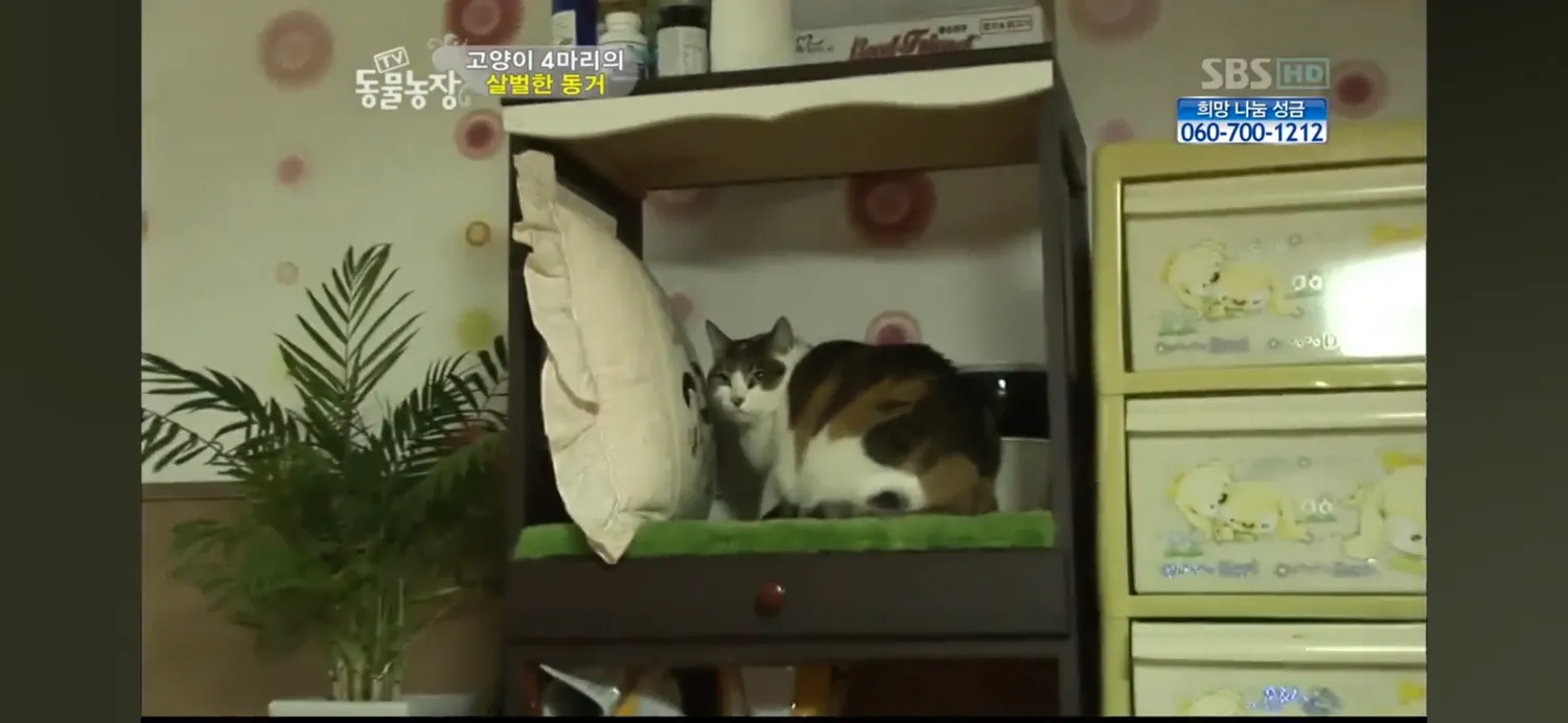 언니들 고양이도 무서우면 눈물흘리네요3