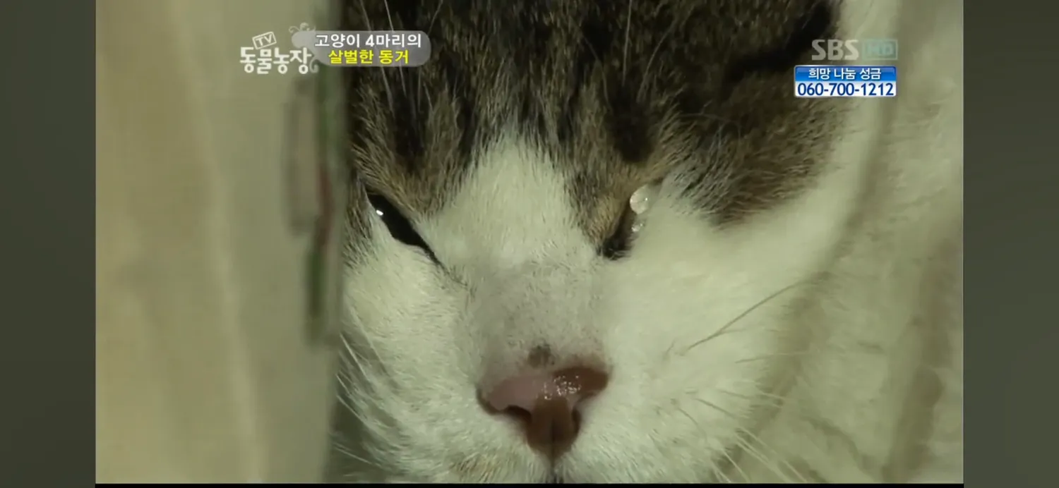 언니들 고양이도 무서우면 눈물흘리네요4
