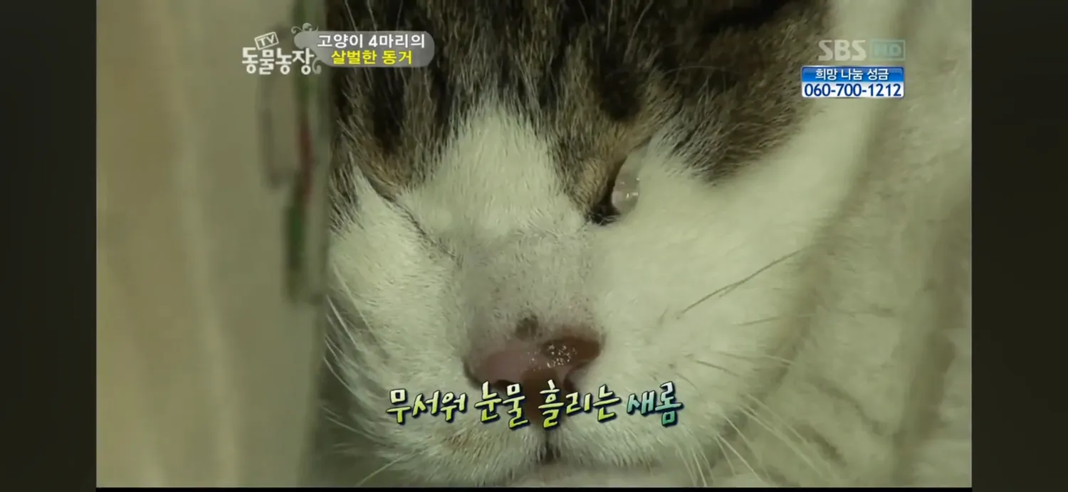 언니들 고양이도 무서우면 눈물흘리네요5