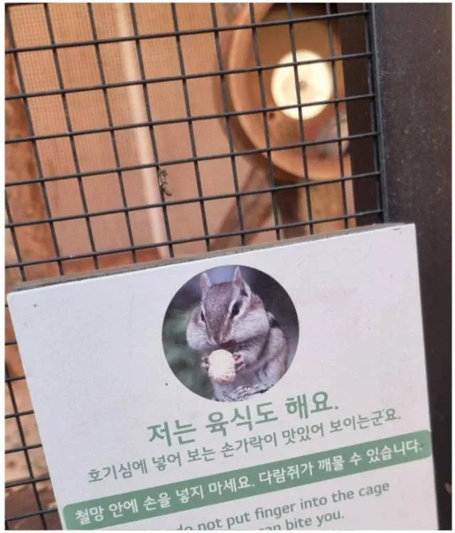 다람쥐도 육식해요??