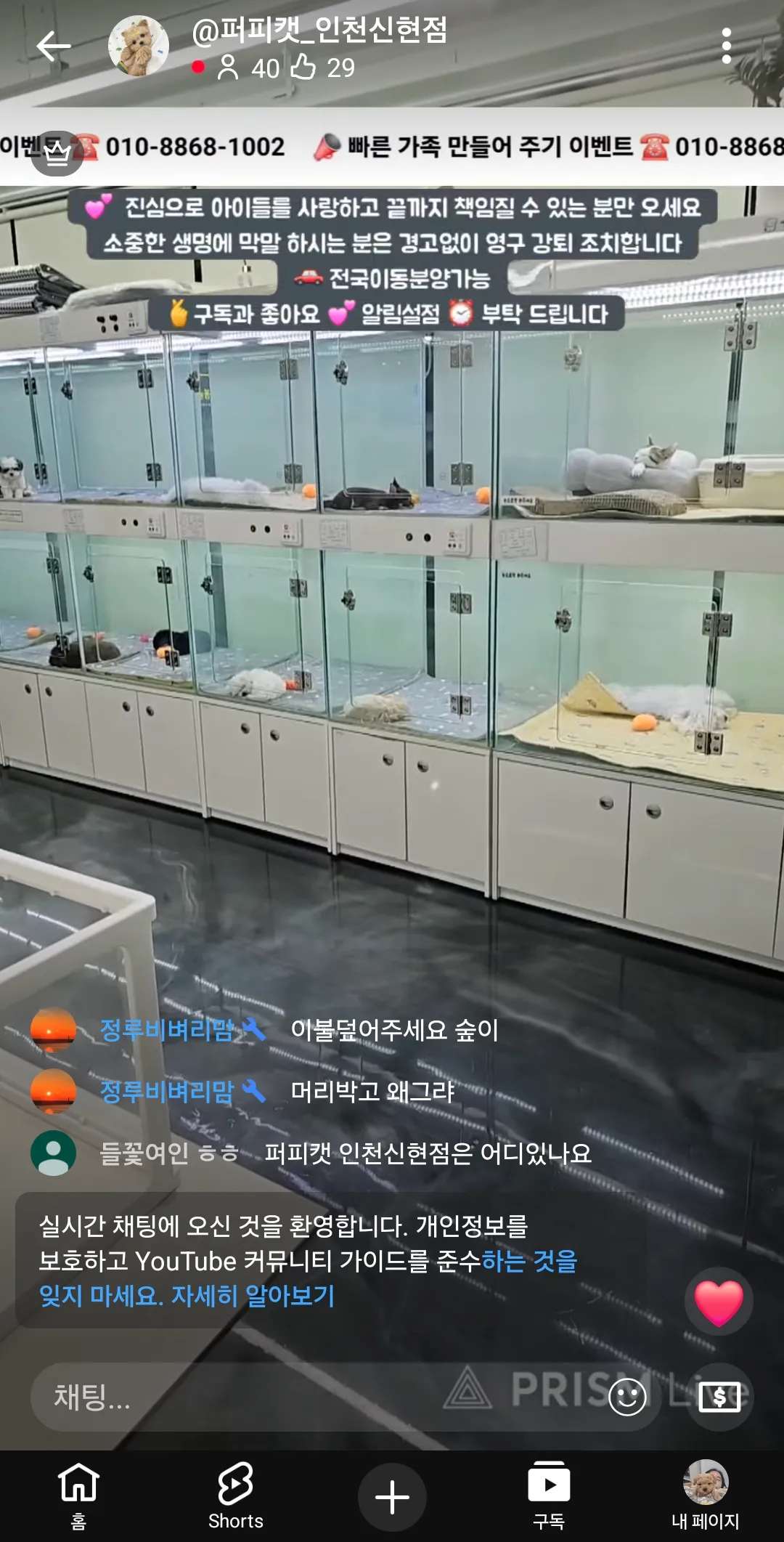 개팔이들 유투브로 방송존나하네요 펫샵돈마니버나요2