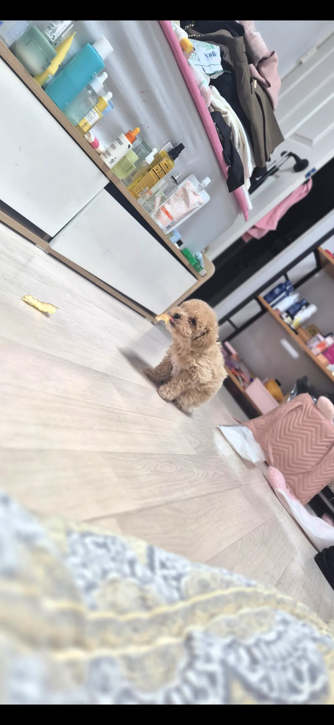 우리개 1살도안됬는데 너무크고못생겨짐..2