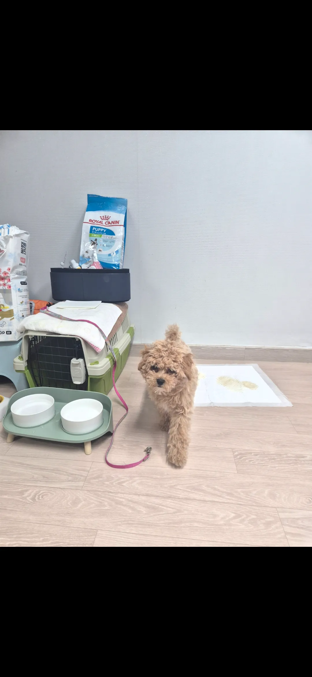 우리개 1살도안됬는데 너무크고못생겨짐..3