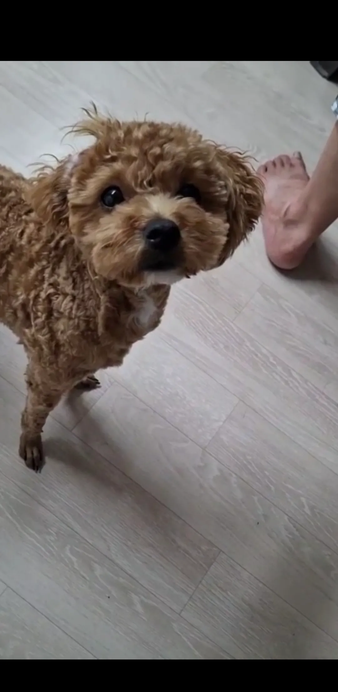 우리개 1살도안됬는데 너무크고못생겨짐..5