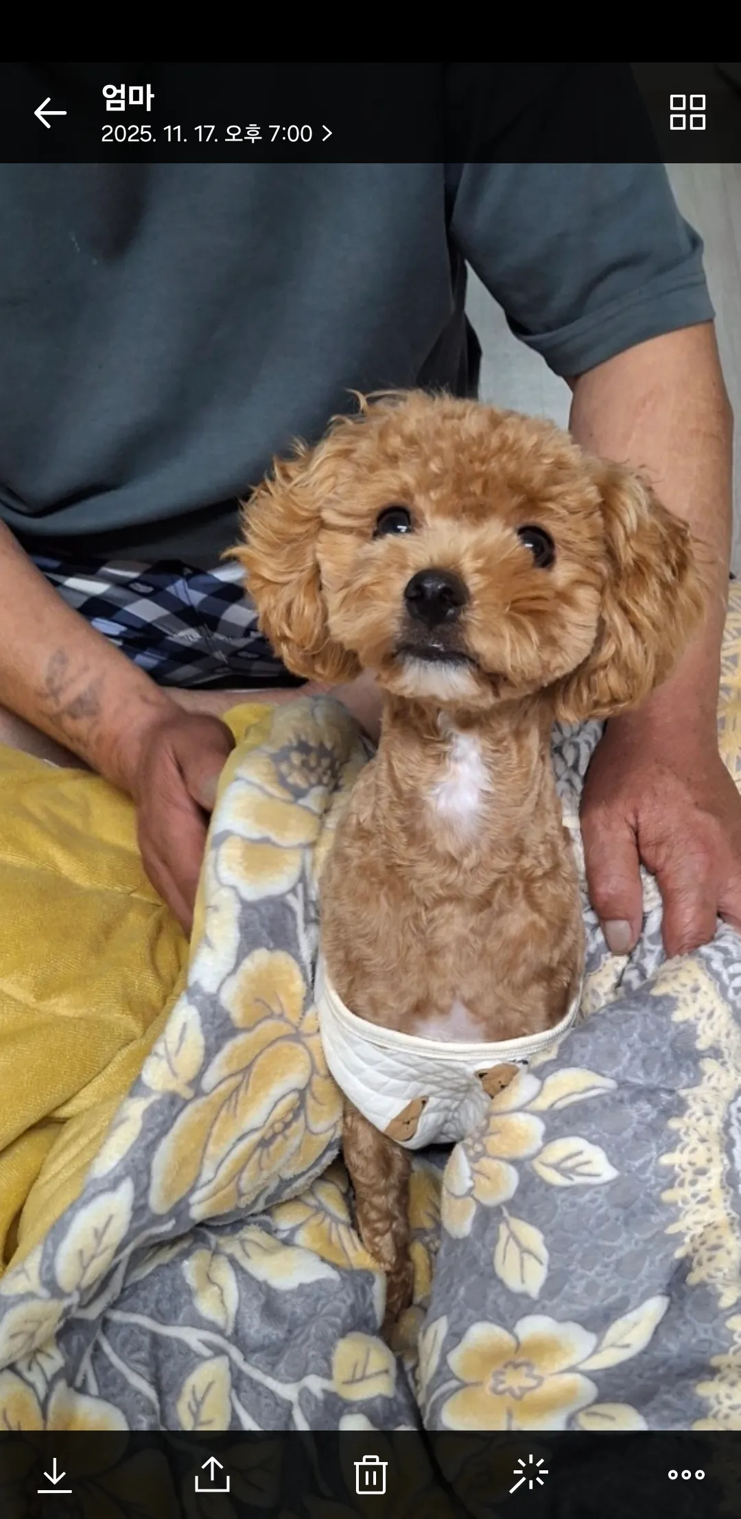 우리개 1살도안됬는데 너무크고못생겨짐..6