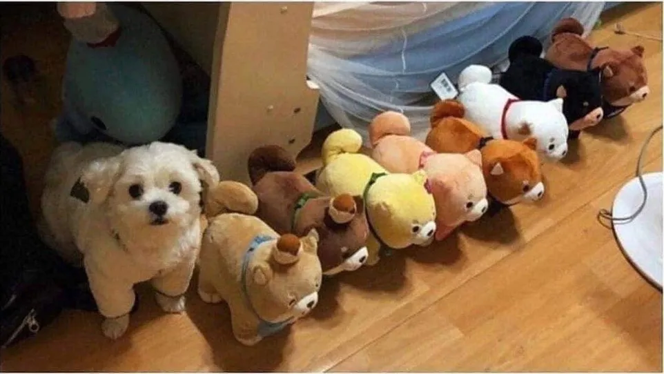  조금 혼란해진 강아지