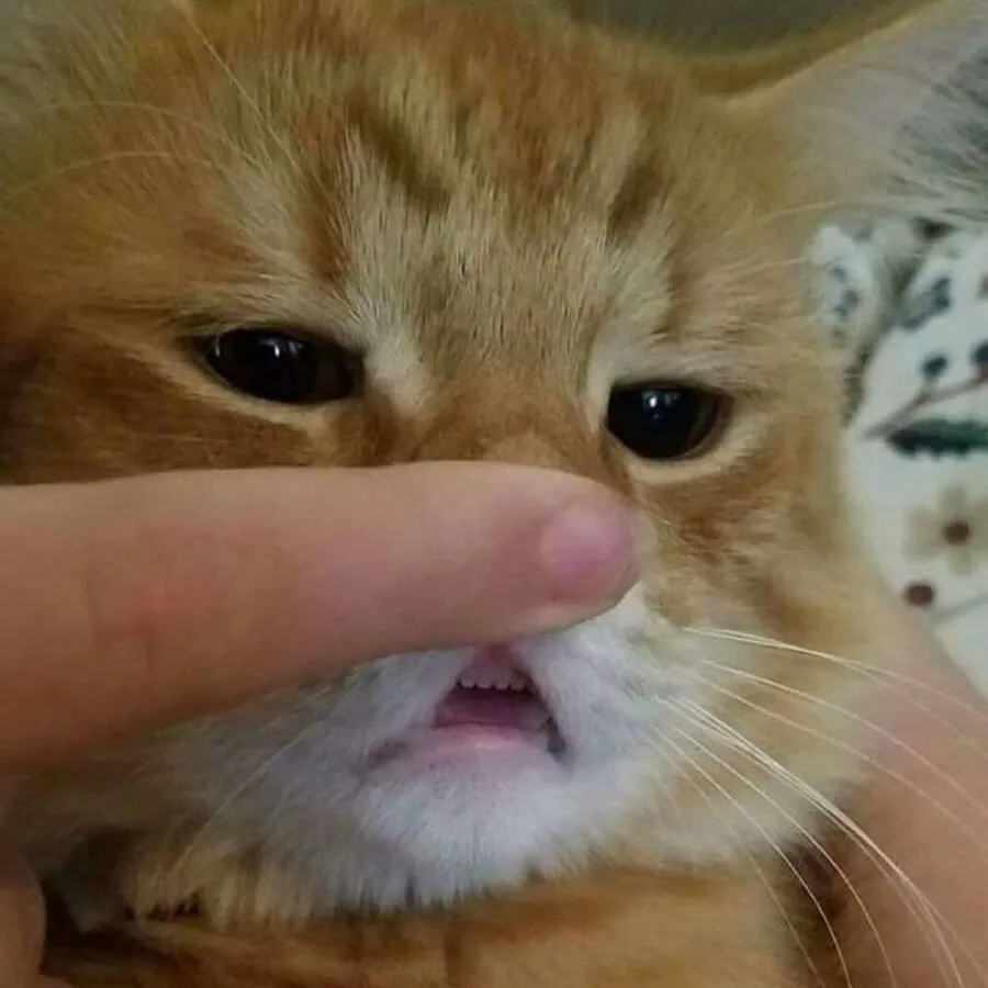 냥이들