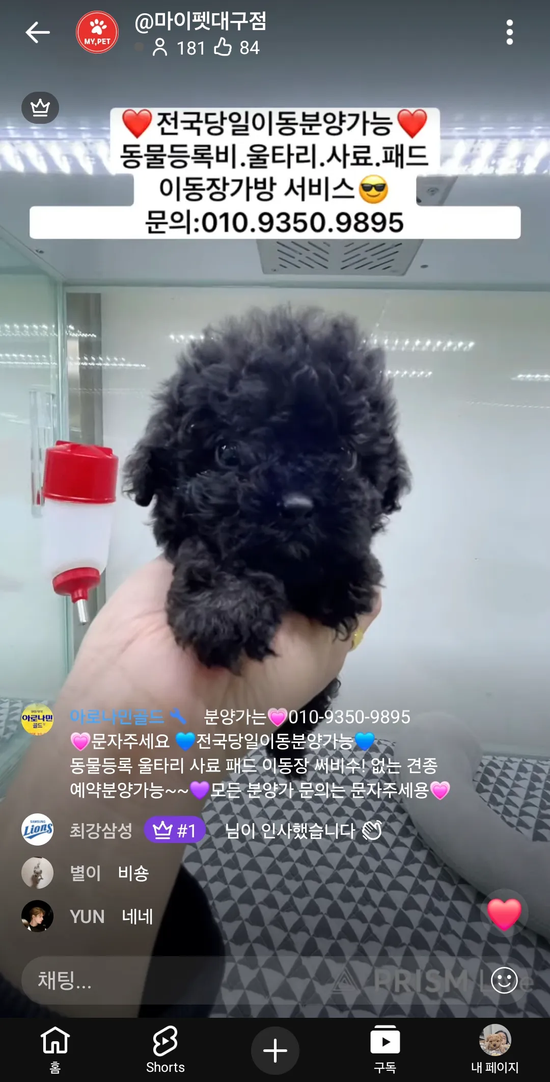 혹시 까만강아지키우는언니있나요?