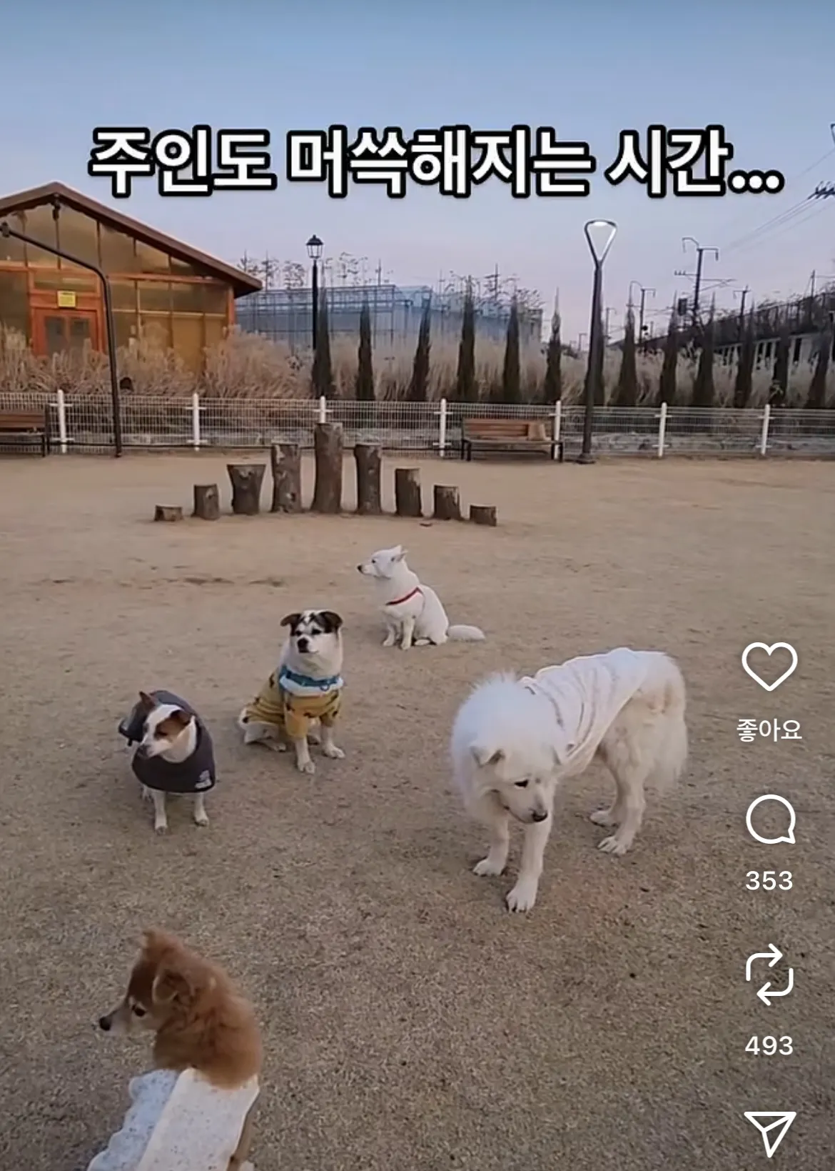  I 성향 강아지 모임2