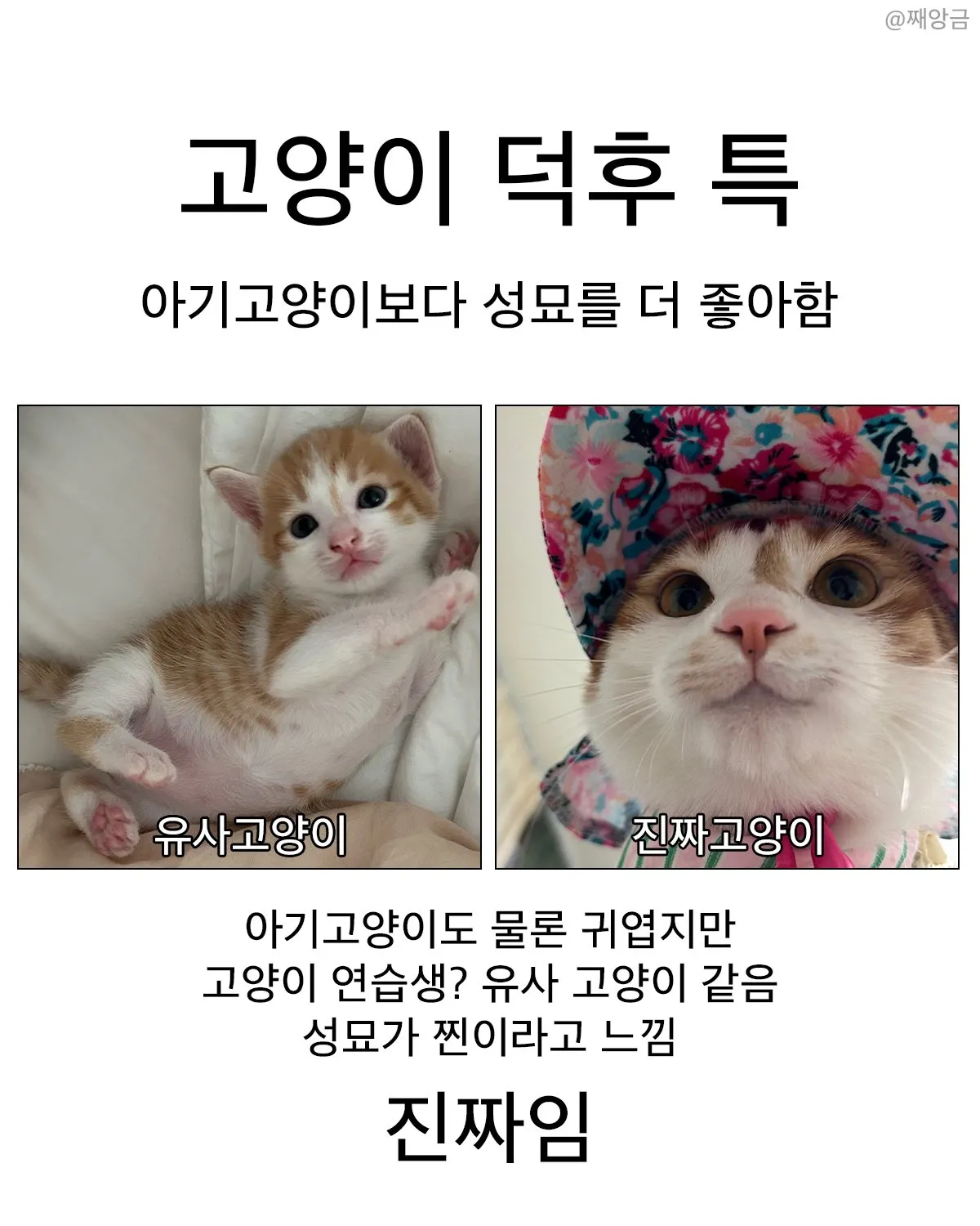 언니들은 어느쪽이 더 좋아요?