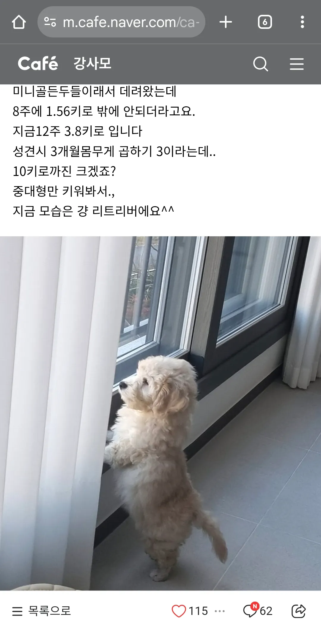 강아지입양받고싶어요 펫샵안가니욕사절