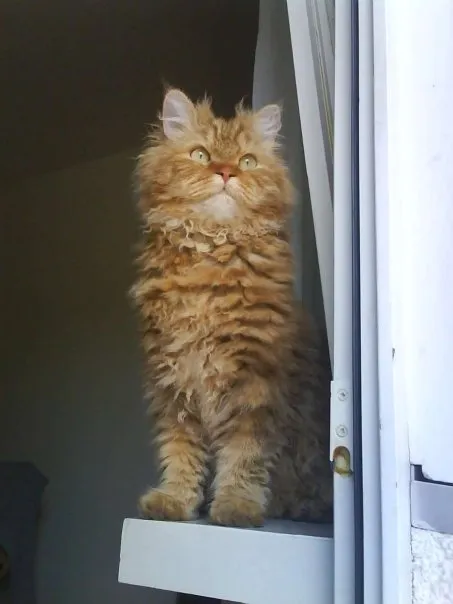 곱슬곱슬한 털을 가진 고양이3
