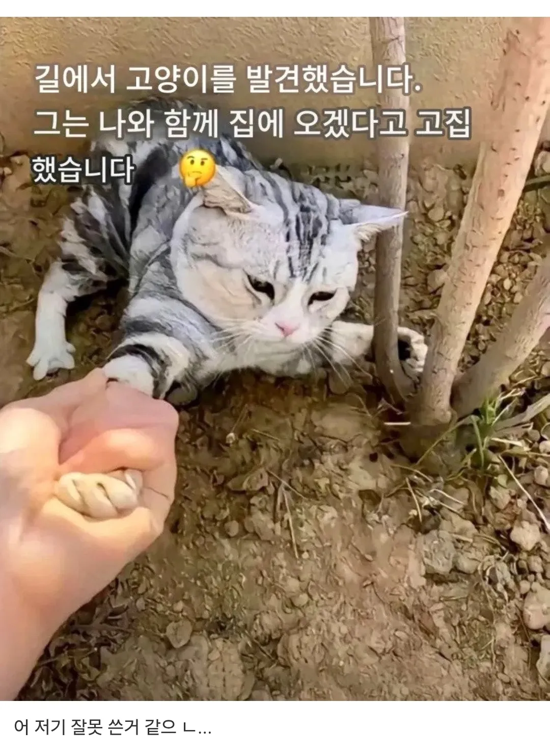냥줍한 외국인