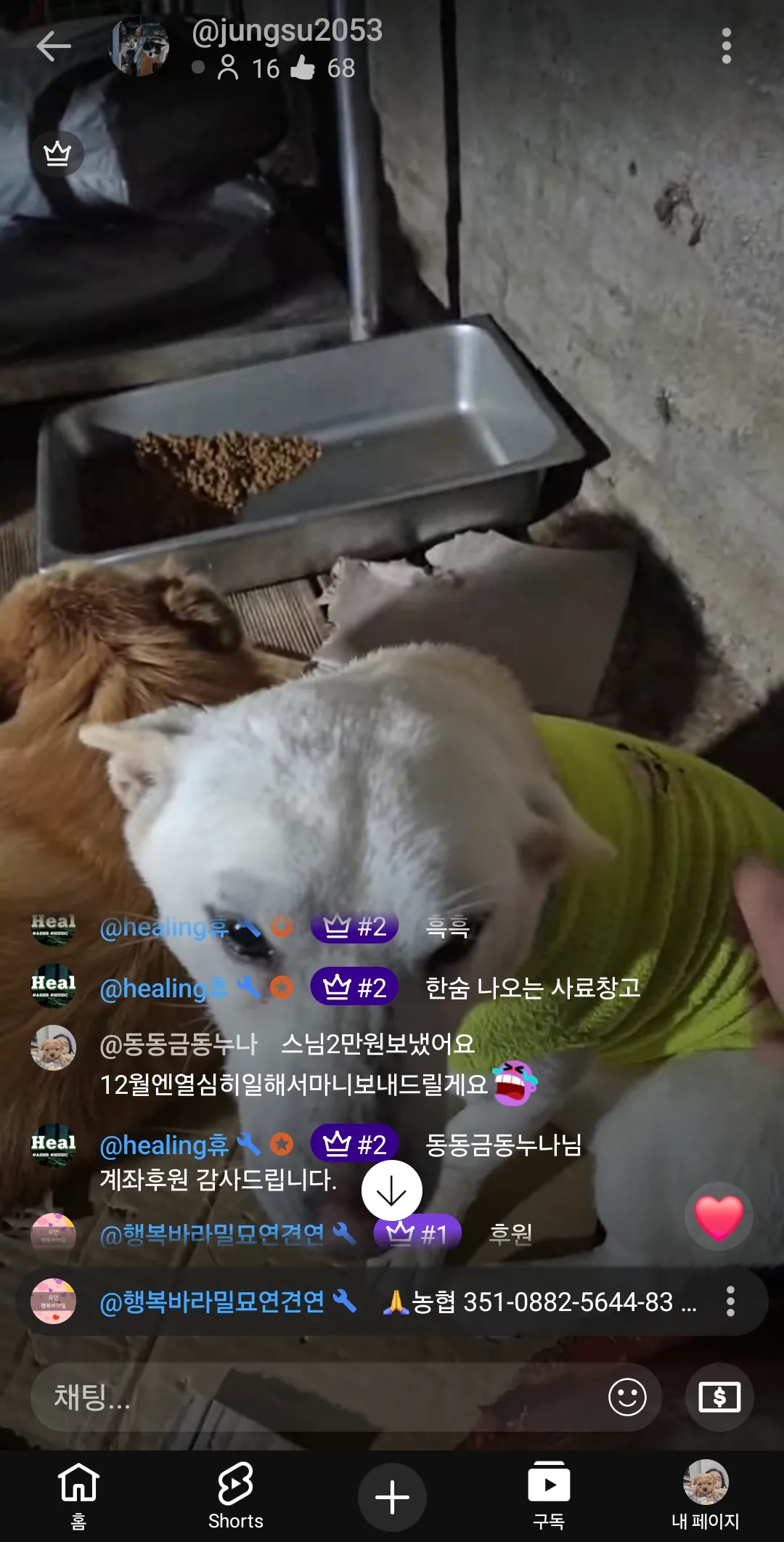 긴급 언니들 유기견 사료다떨어져서 후원좀부탁해ㅠ