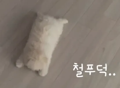  엎드려 훈련 중 녹아버린 강아지